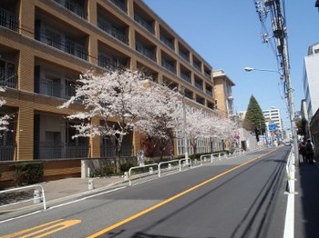 聖母病院の桜.JPG
